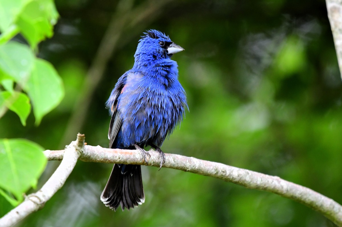 Blue Grosbeak - ML619002417