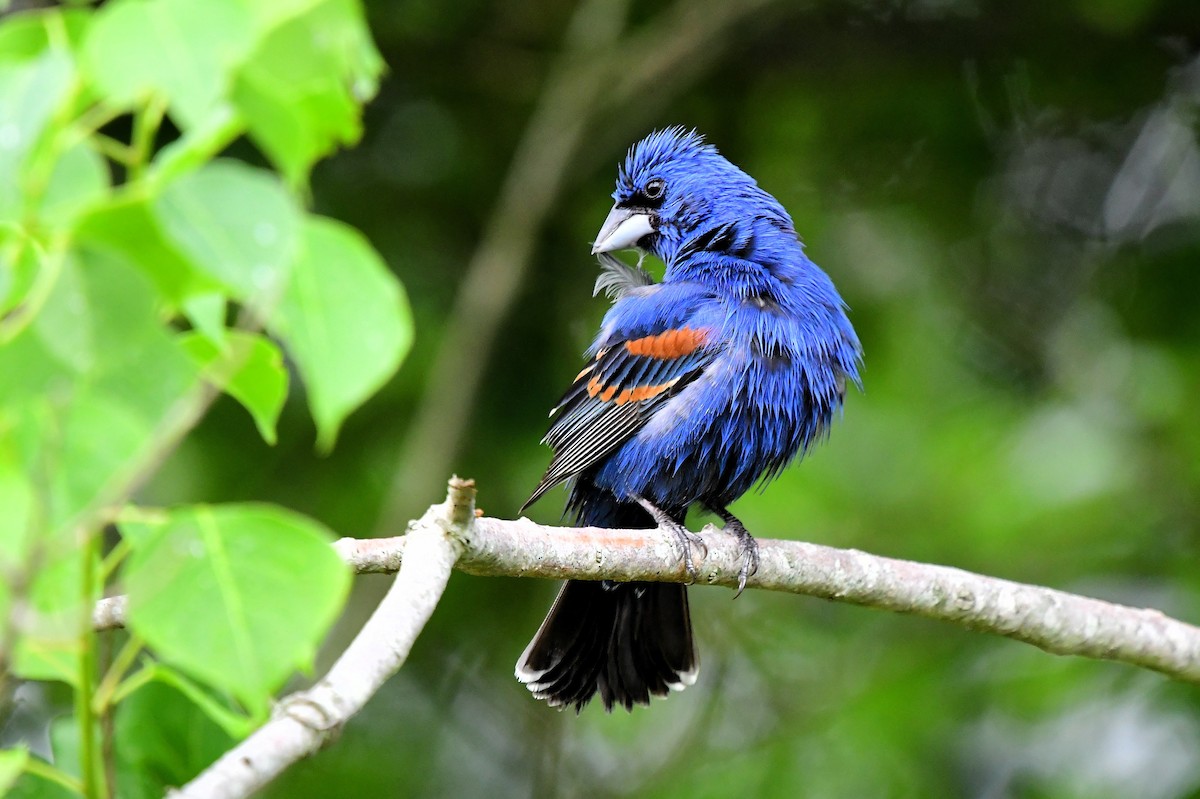 Blue Grosbeak - ML619002418