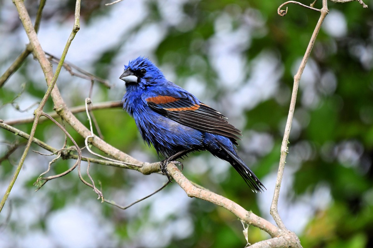 Guiraca bleu - ML619002420