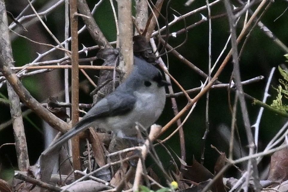 Tufted Titmouse - ML619002422