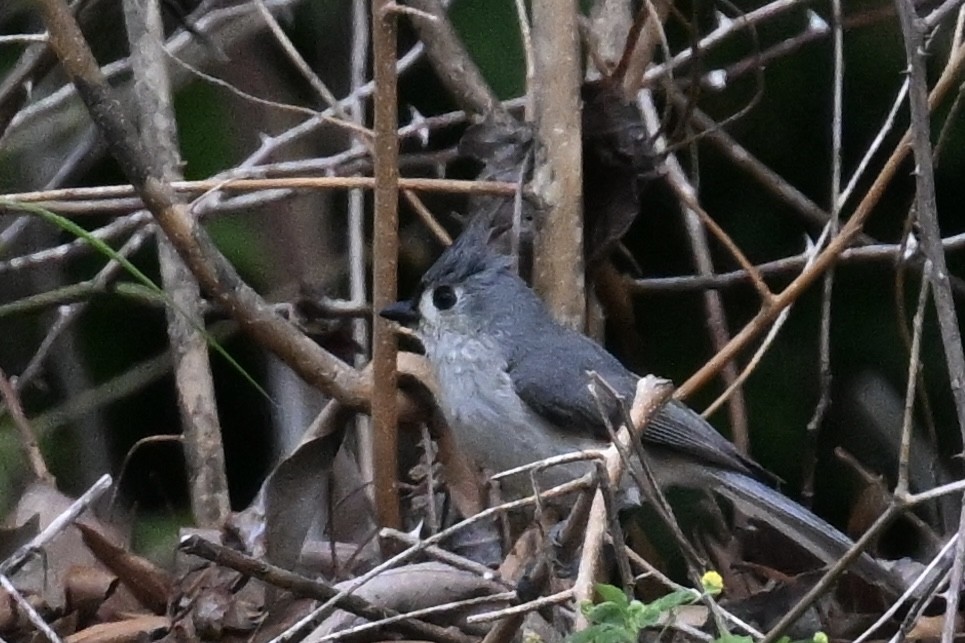 Tufted Titmouse - ML619002423