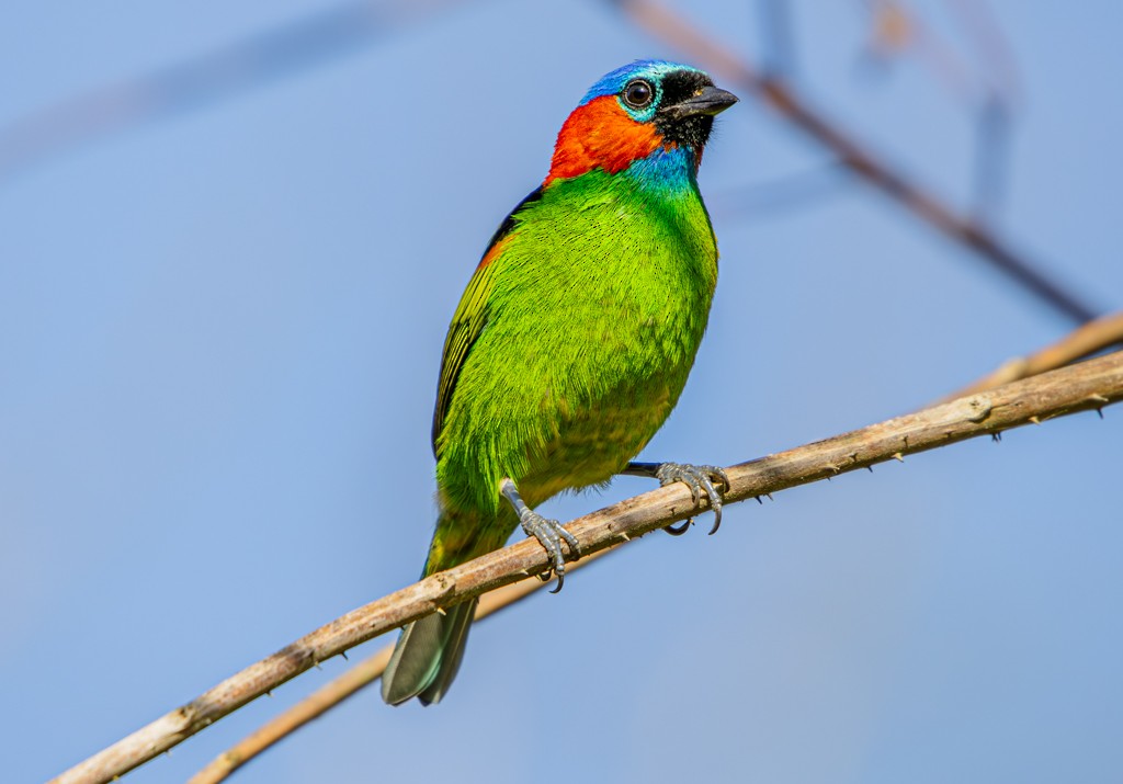 Red-necked Tanager - Felipe Aoyagui