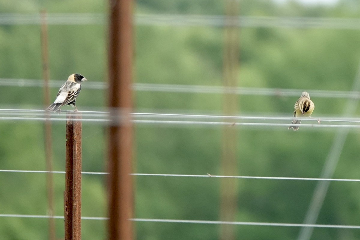 Bobolink - Fleeta Chauvigne