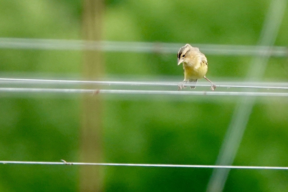 bobolink americký - ML619002436