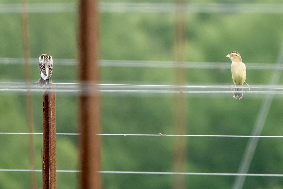 bobolink americký - ML619002437