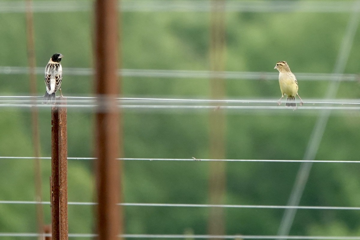 Bobolink - ML619002438