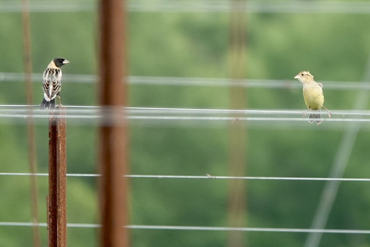 bobolink americký - ML619002441