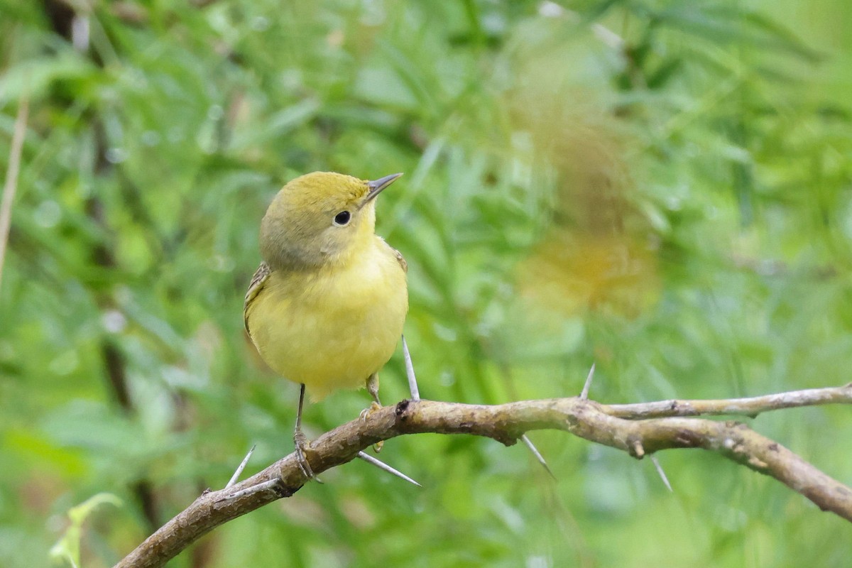 Yellow Warbler (Northern) - Parker Marsh