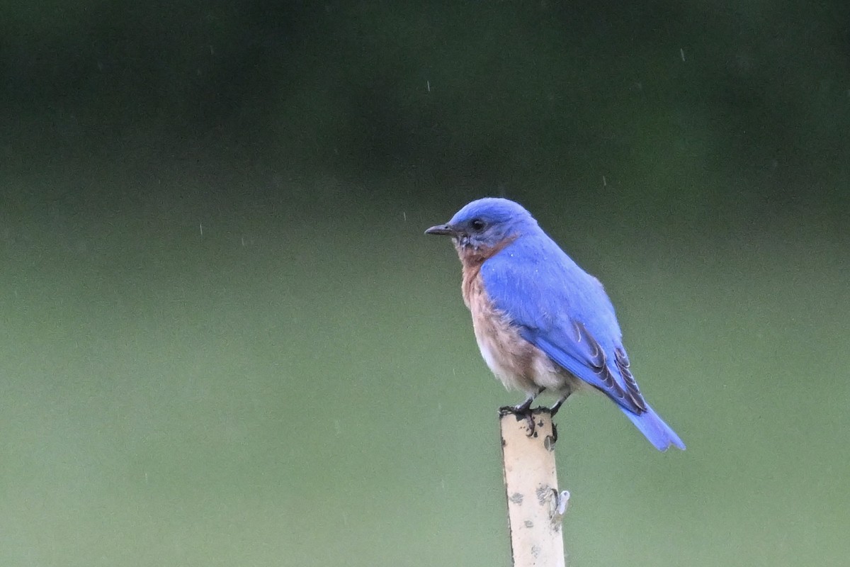 Eastern Bluebird - ML619002461