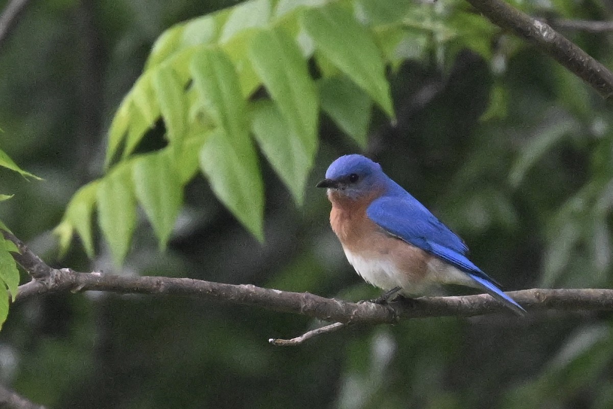 Eastern Bluebird - ML619002462