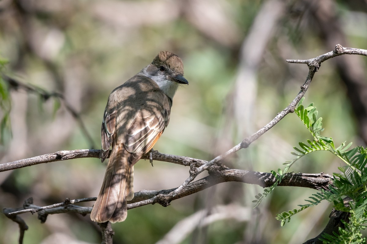 Brown-crested Flycatcher - Henrey Deese