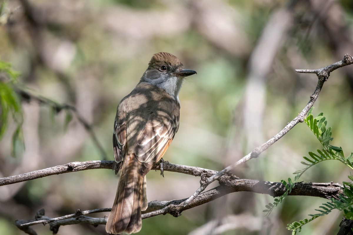 Brown-crested Flycatcher - Henrey Deese
