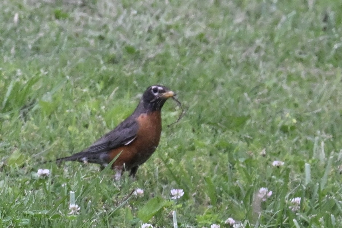 American Robin - ML619002479