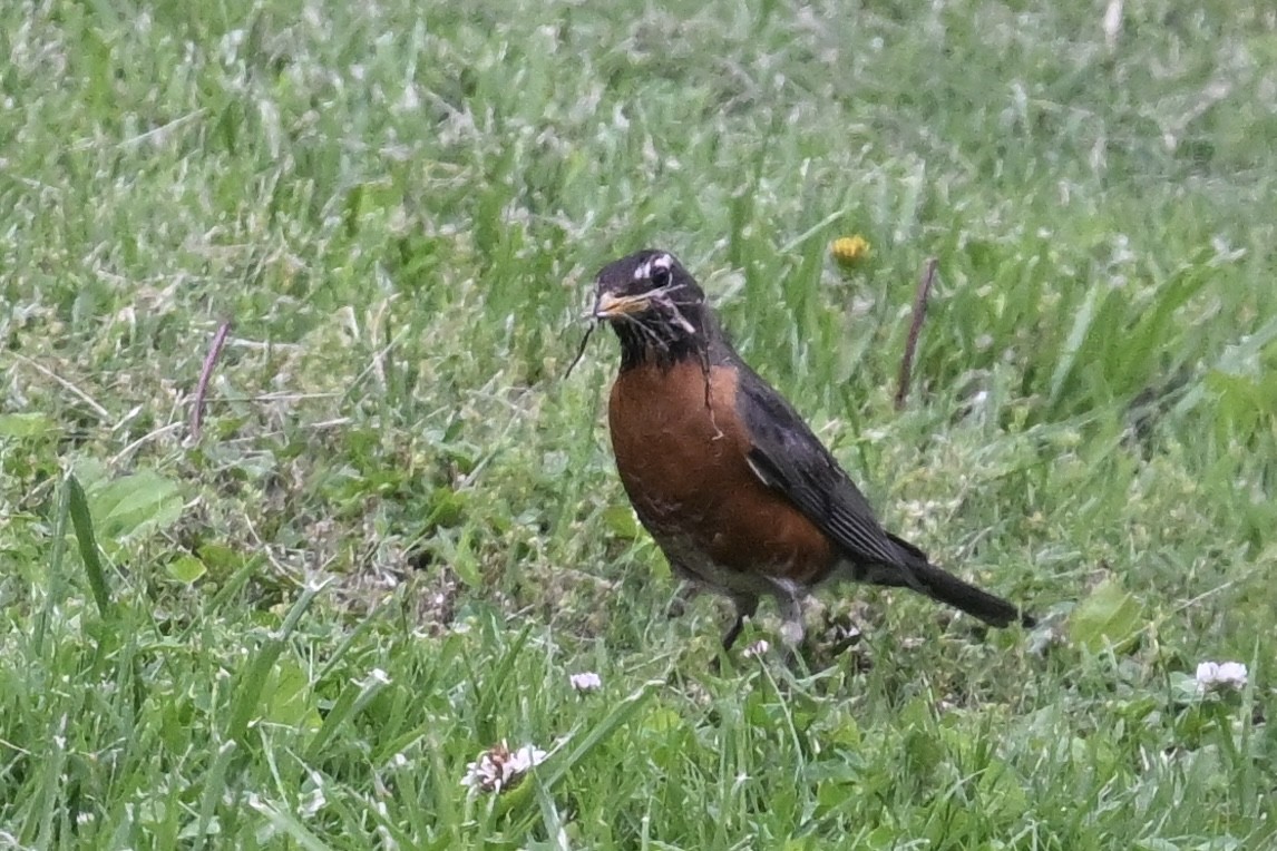 American Robin - ML619002480