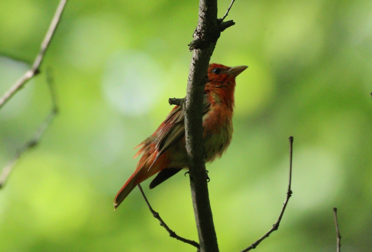 Summer Tanager - MA 2