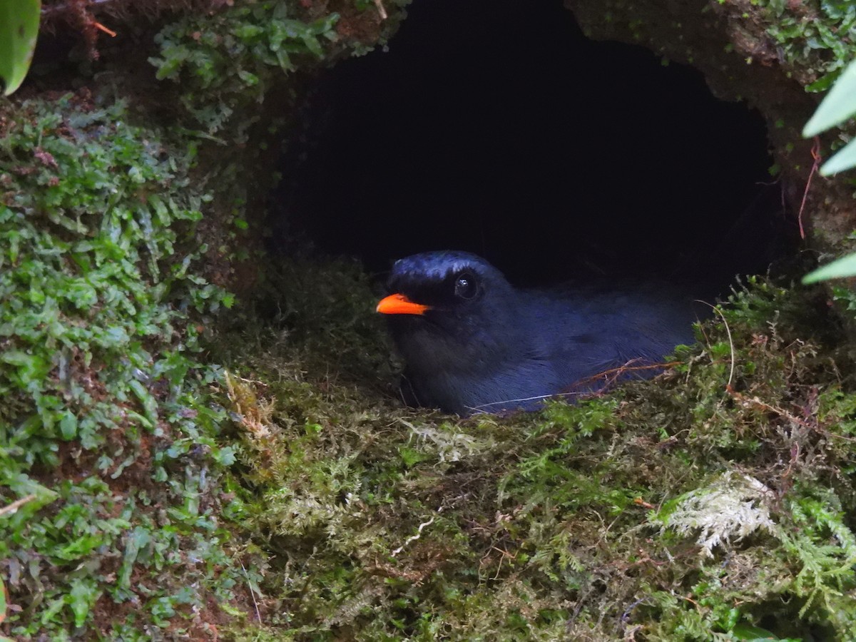 Black-faced Solitaire - Daniel Martínez