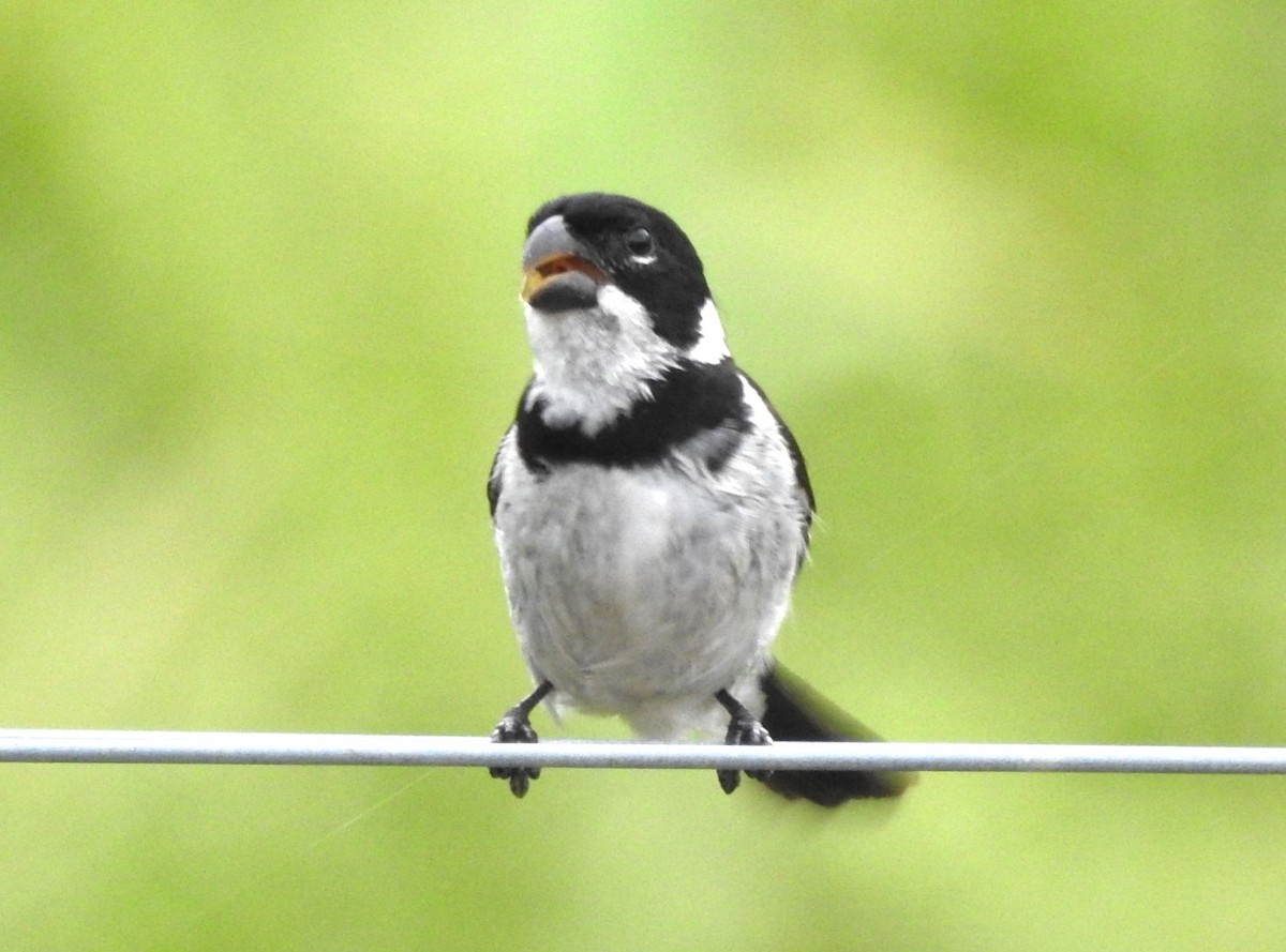 Variable Seedeater - Maria Fernanda Franco