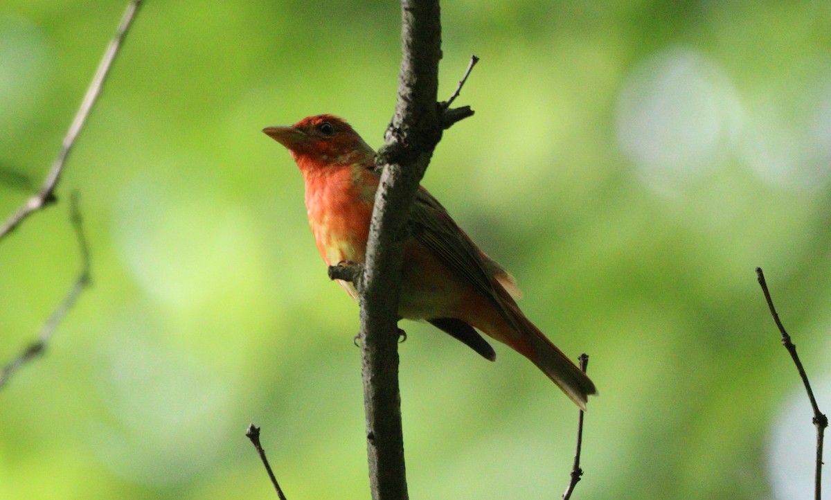 Summer Tanager - MA 2