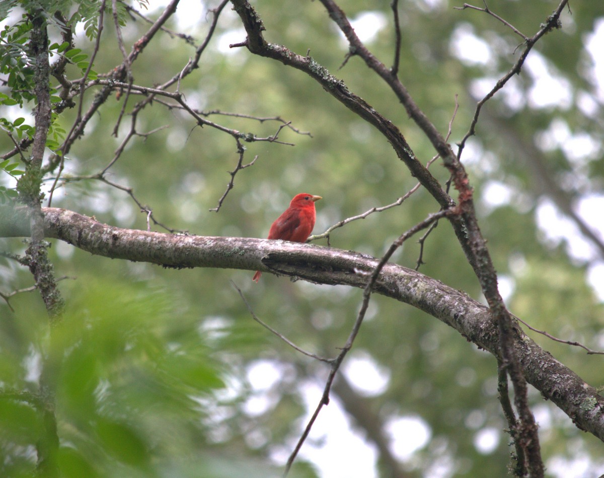 Summer Tanager - Jacob  Wyco