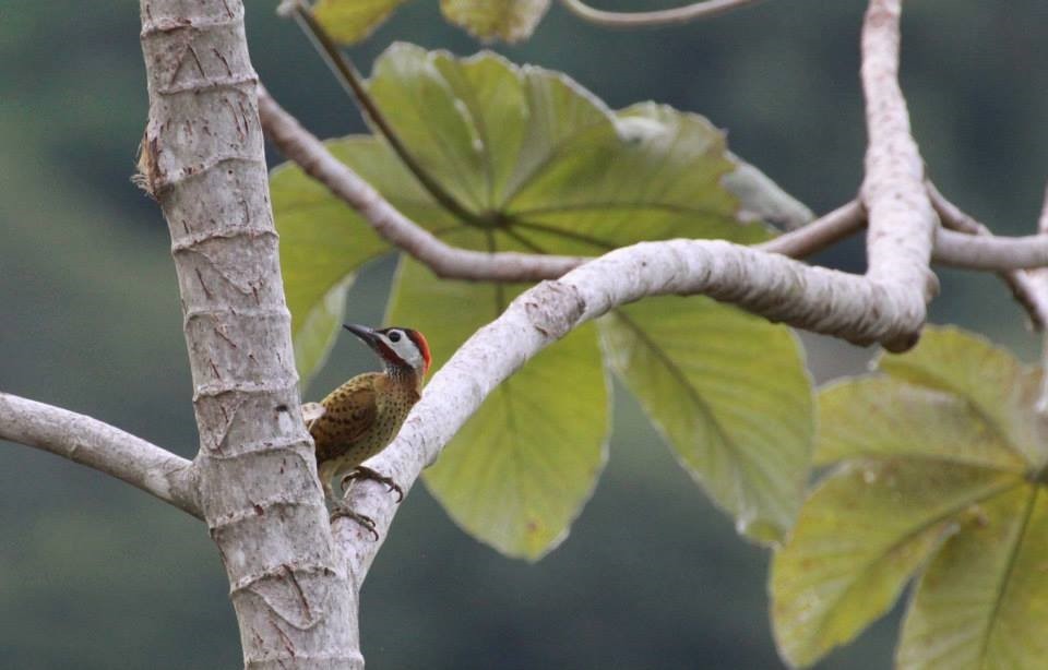 Spot-breasted Woodpecker - Diego Caiafa
