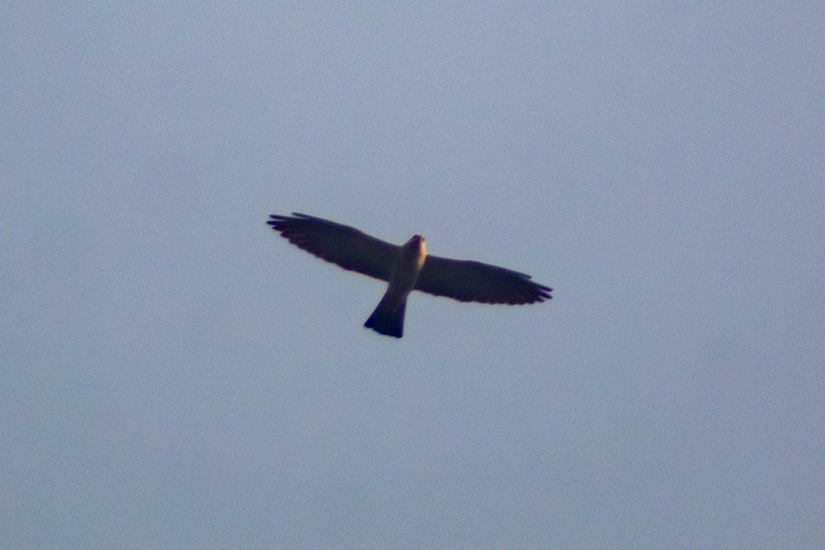 Mississippi Kite - ML619002555