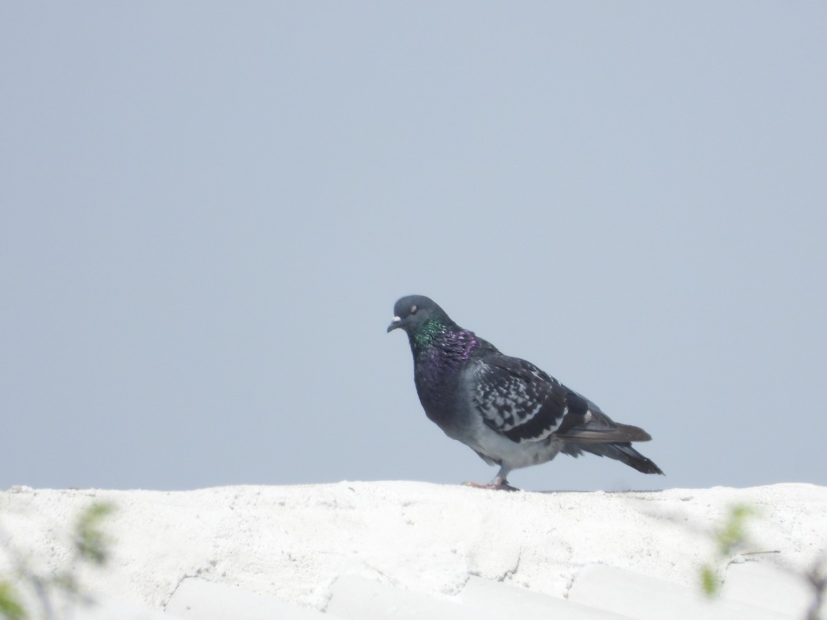 Rock Pigeon (Feral Pigeon) - Jose Fernando Sanchez O.