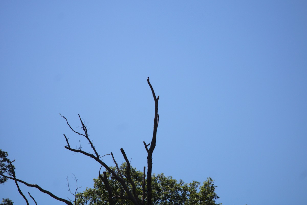 Red-headed Woodpecker - ML619002573