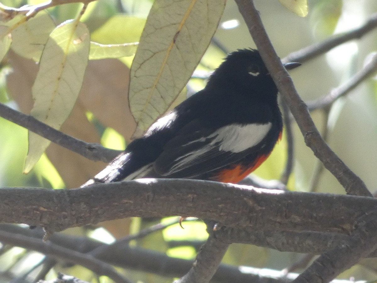 Painted Redstart - Rob Selleck