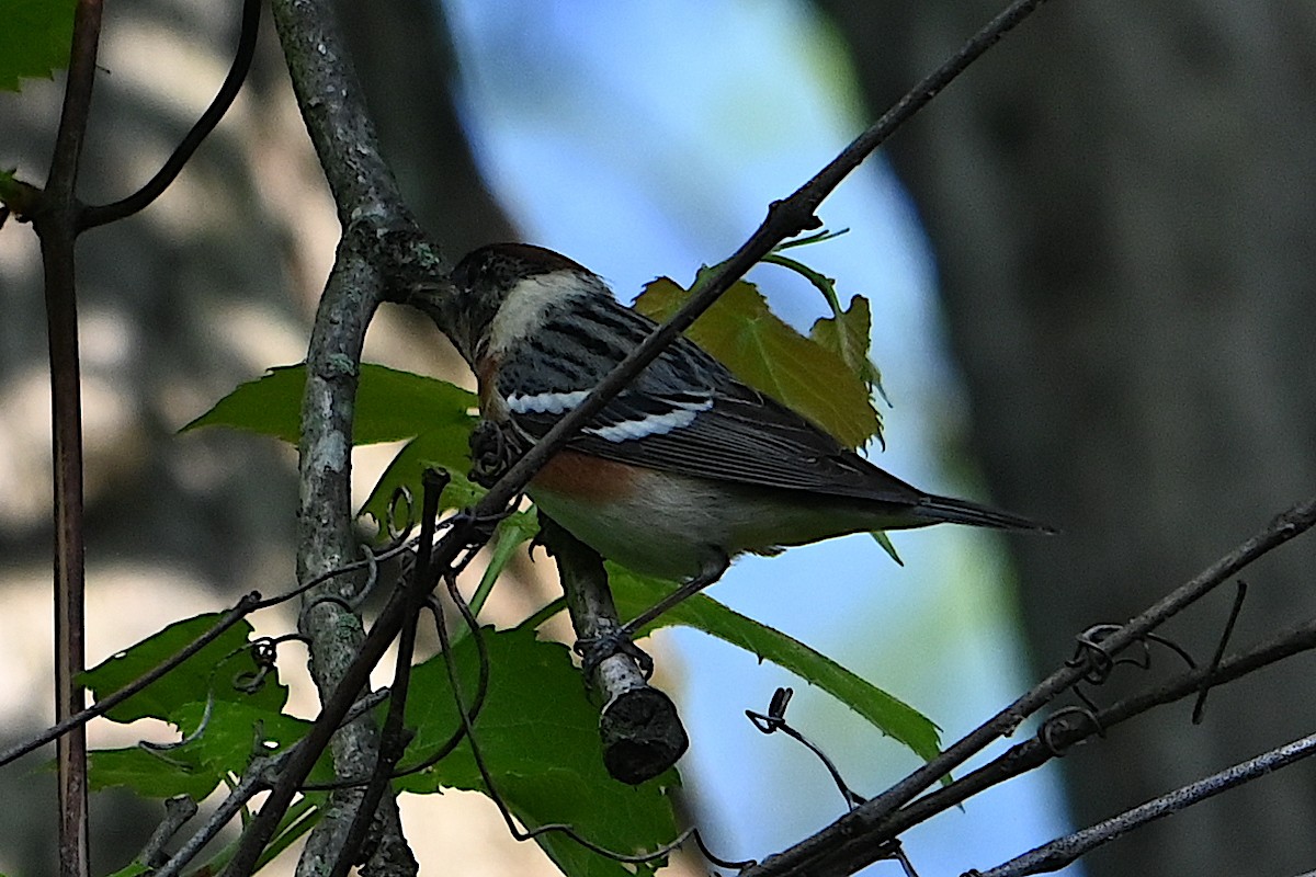 Bay-breasted Warbler - Chad Ludwig