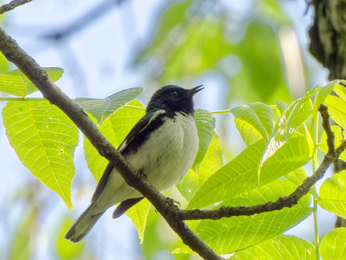 Black-throated Blue Warbler - Ankur Dave