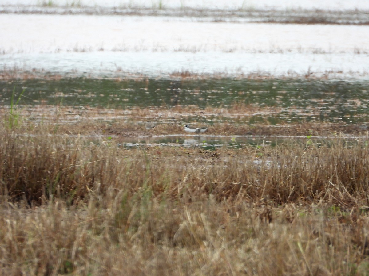 Semipalmated Plover - Jay Huner