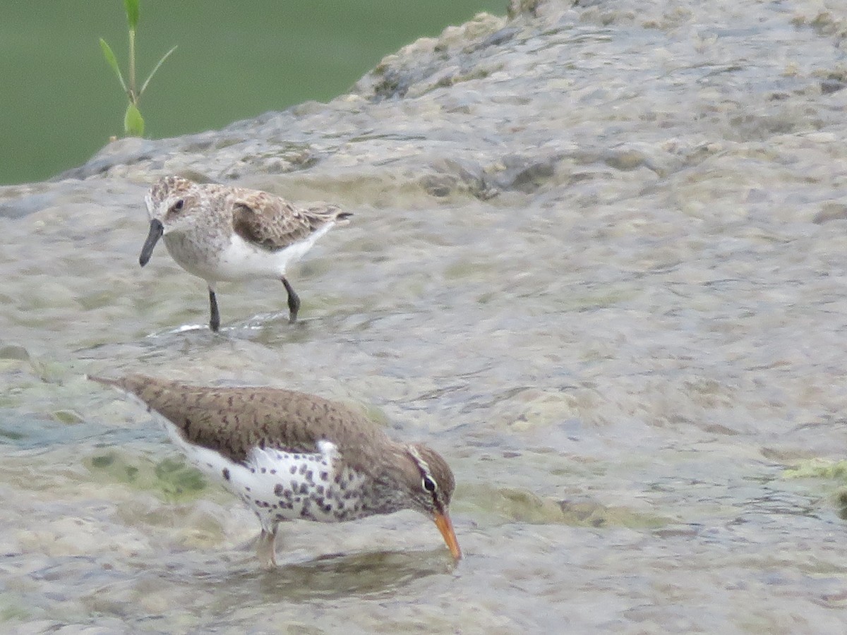 Spotted Sandpiper - ML619002600