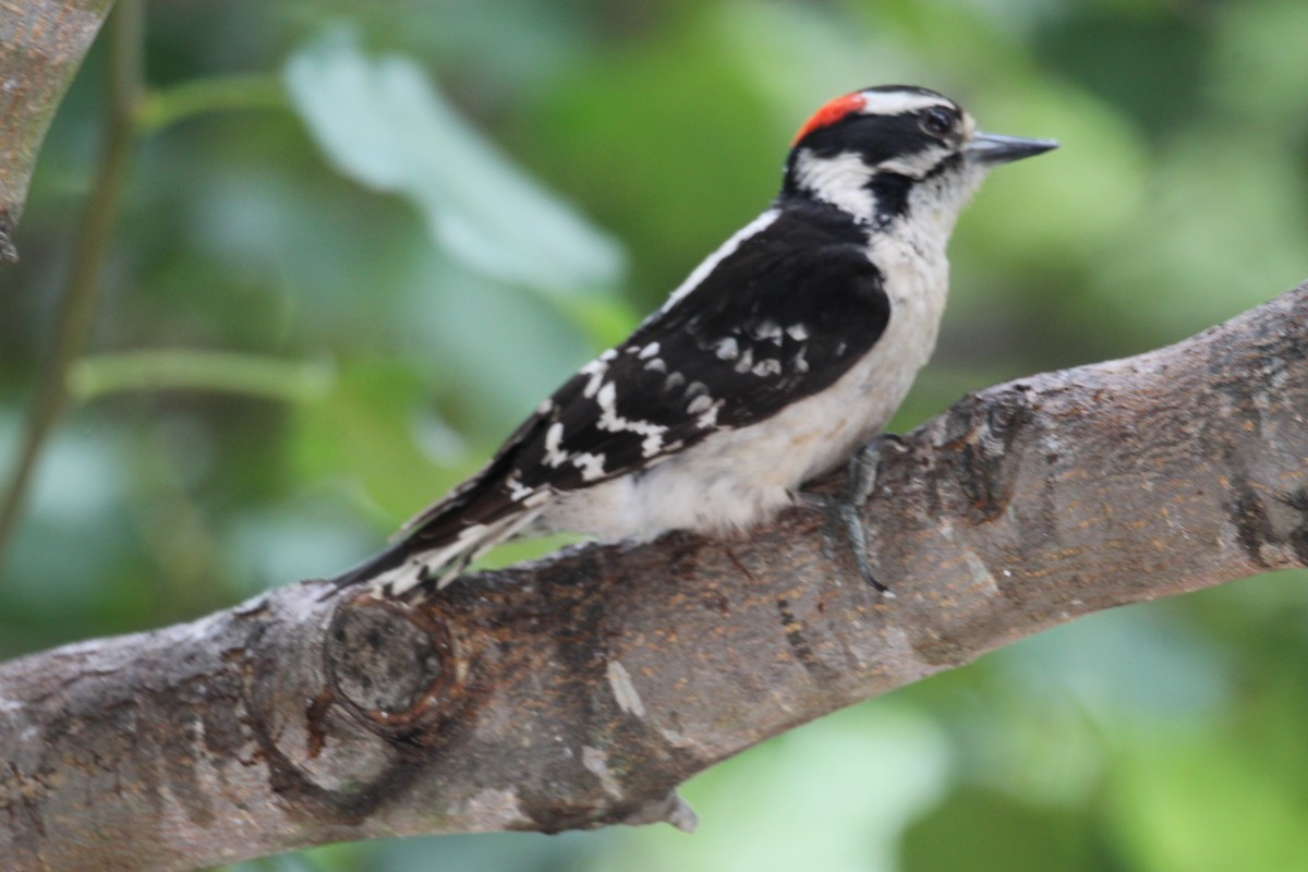 Downy Woodpecker - George Dokes