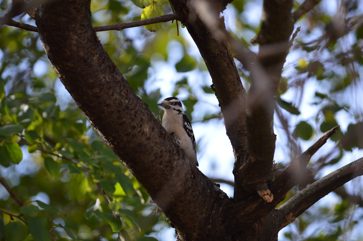 Downy Woodpecker - ML619002651