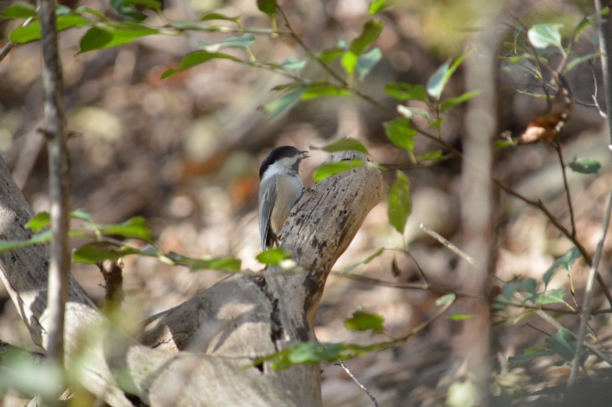 Black-capped Chickadee - ML619002654