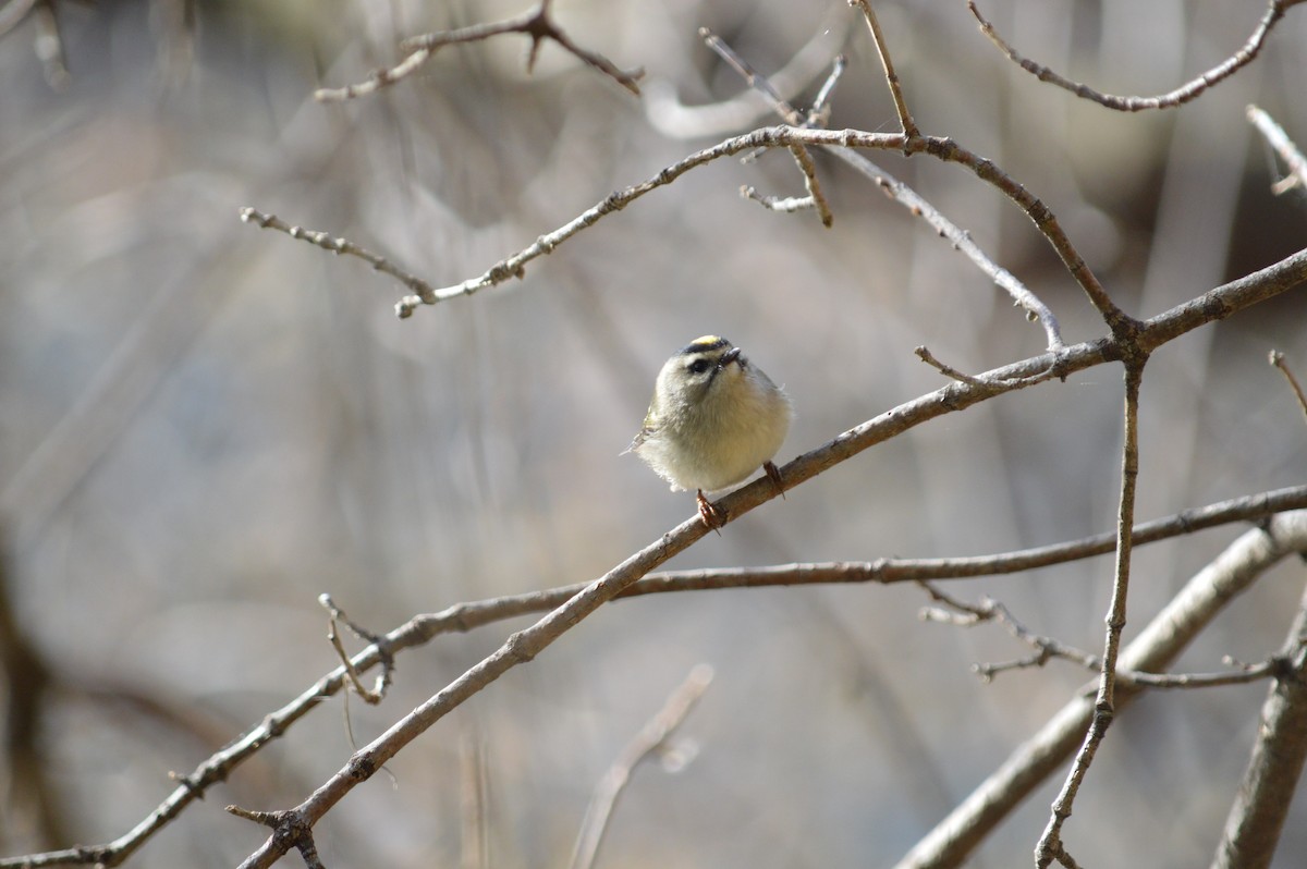 Golden-crowned Kinglet - ML619002660