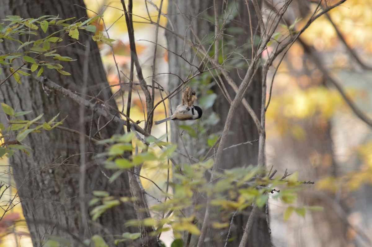 Black-capped Chickadee - ML619002688