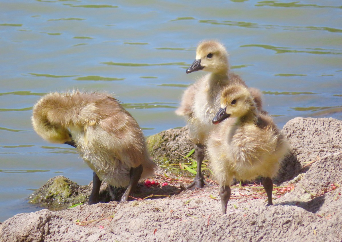 Canada Goose - TK Birder