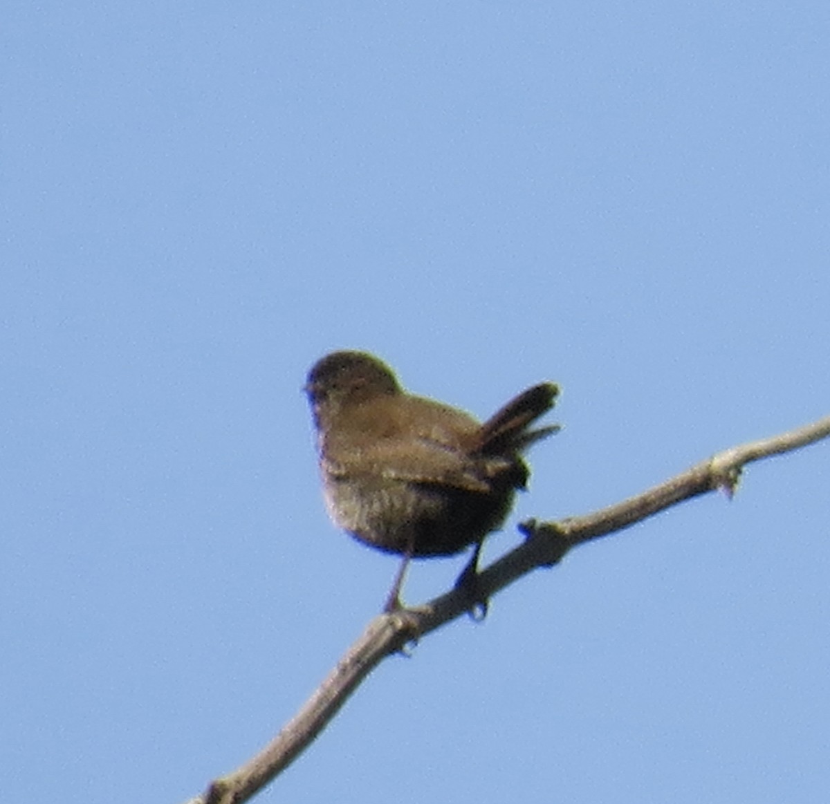 Eurasian Wren - Sally Bergquist