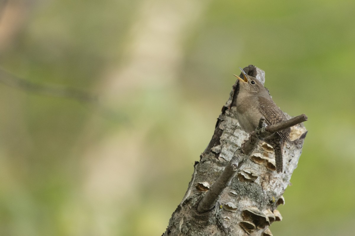 House Wren - Kyle Nelson