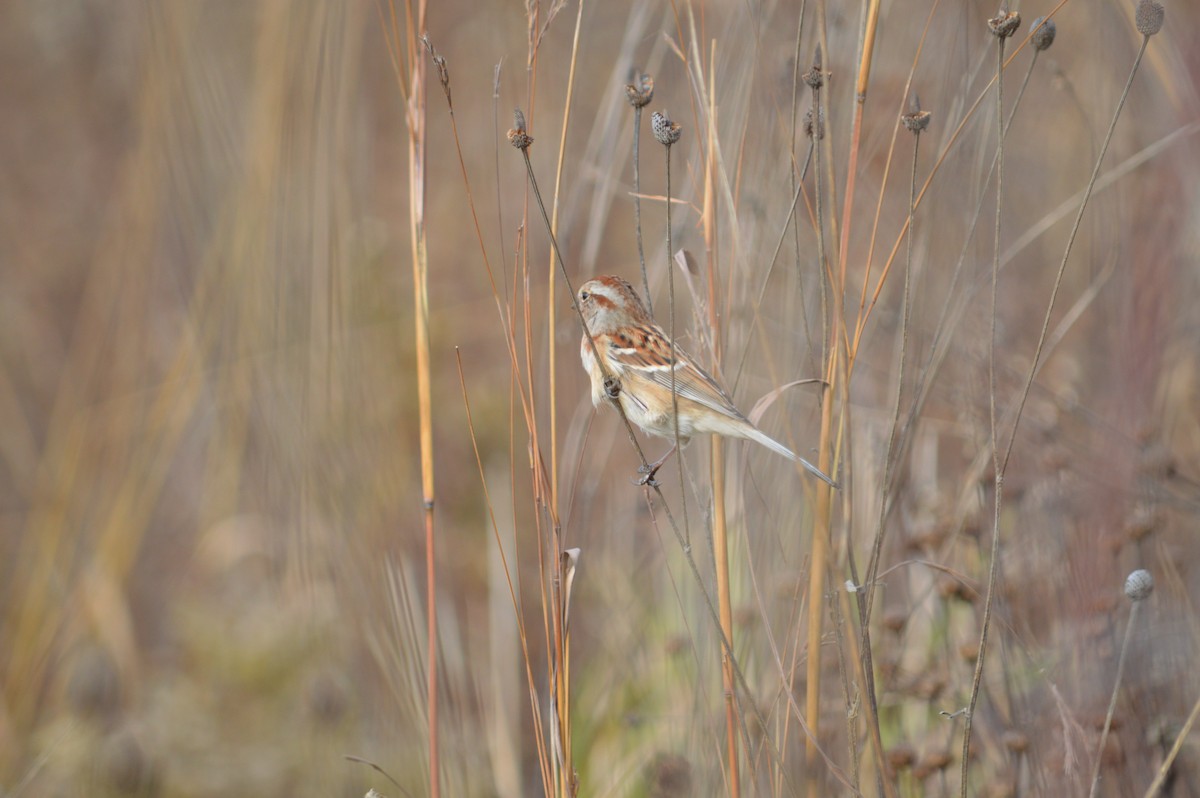 American Tree Sparrow - ML619002713