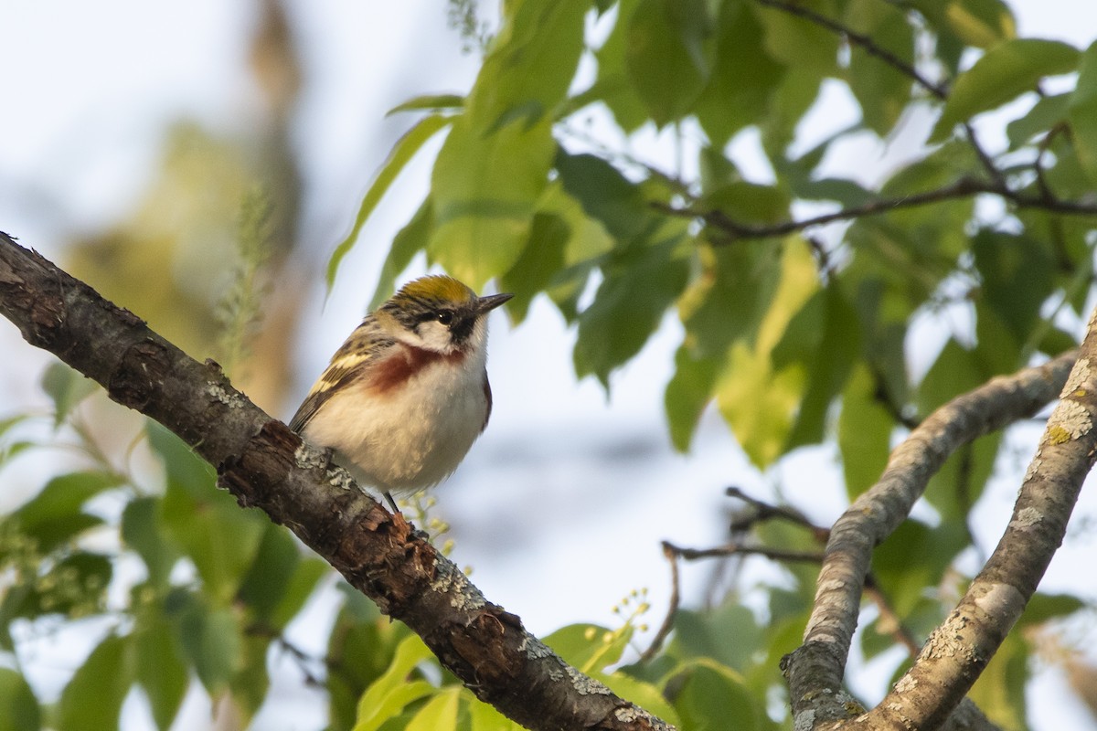 Chestnut-sided Warbler - Kyle Nelson