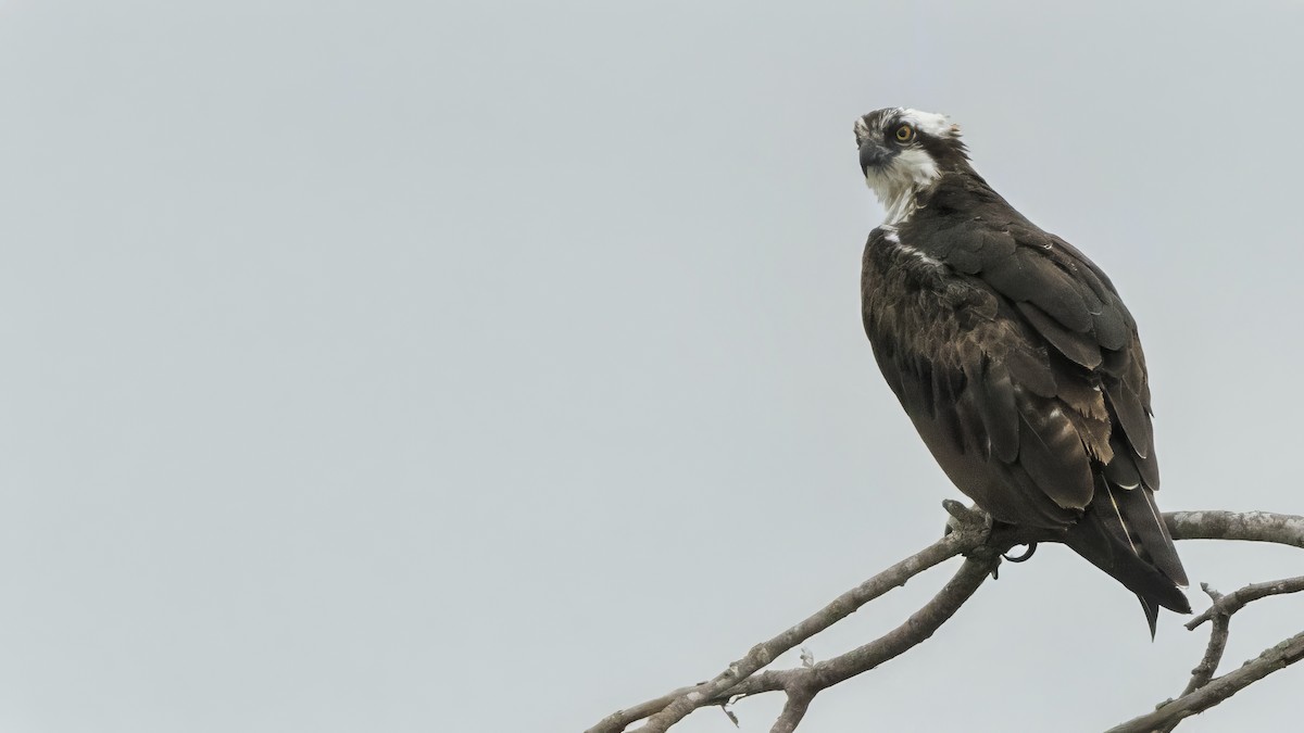 Osprey - Anonymous