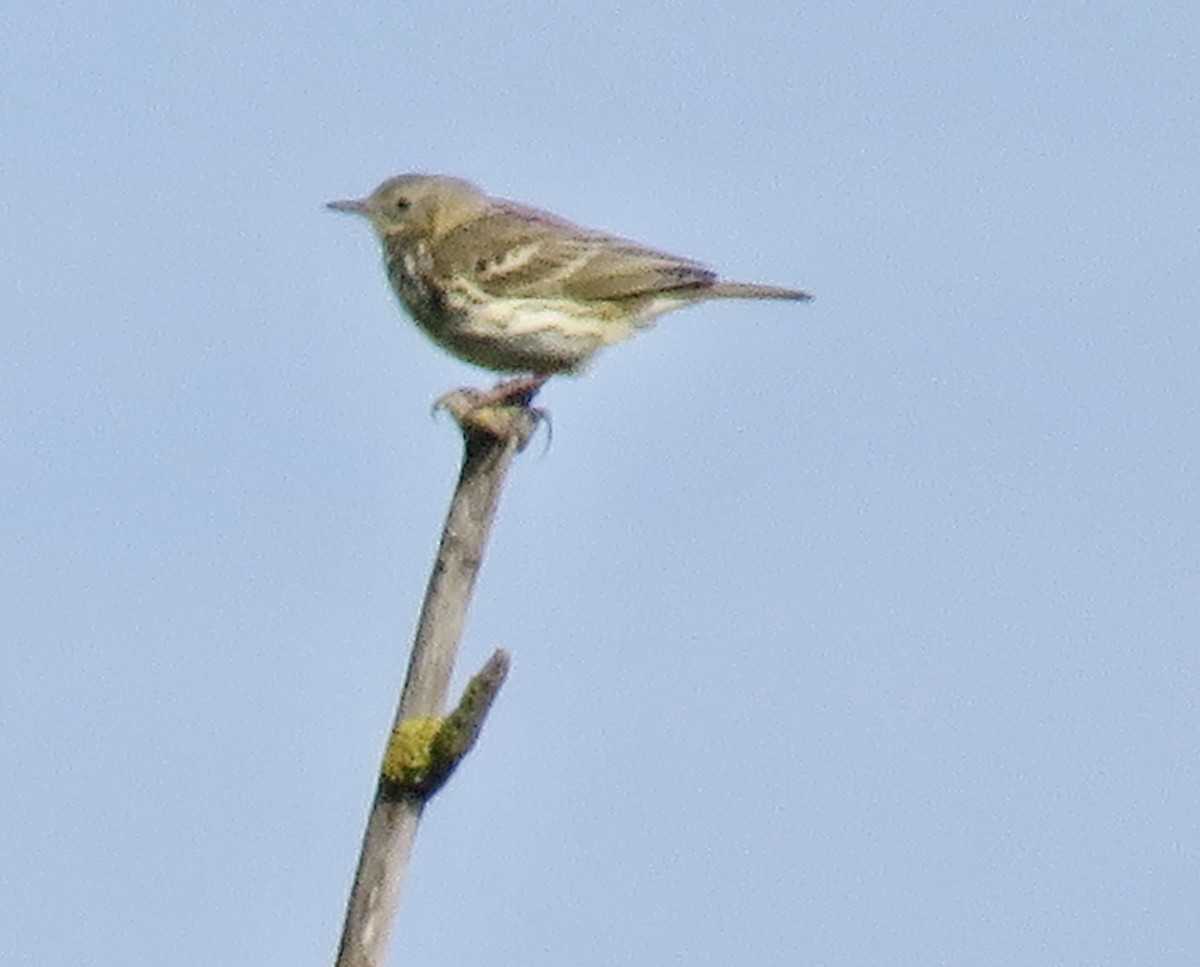 Meadow Pipit - Sally Bergquist