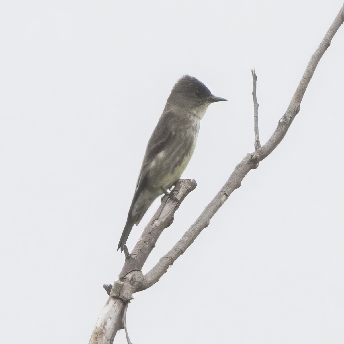 Olive-sided Flycatcher - ML619002751