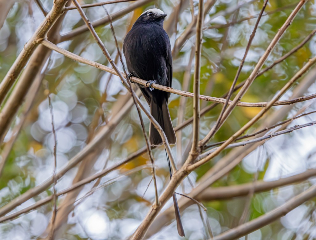 Long-tailed Tyrant - ML619002753