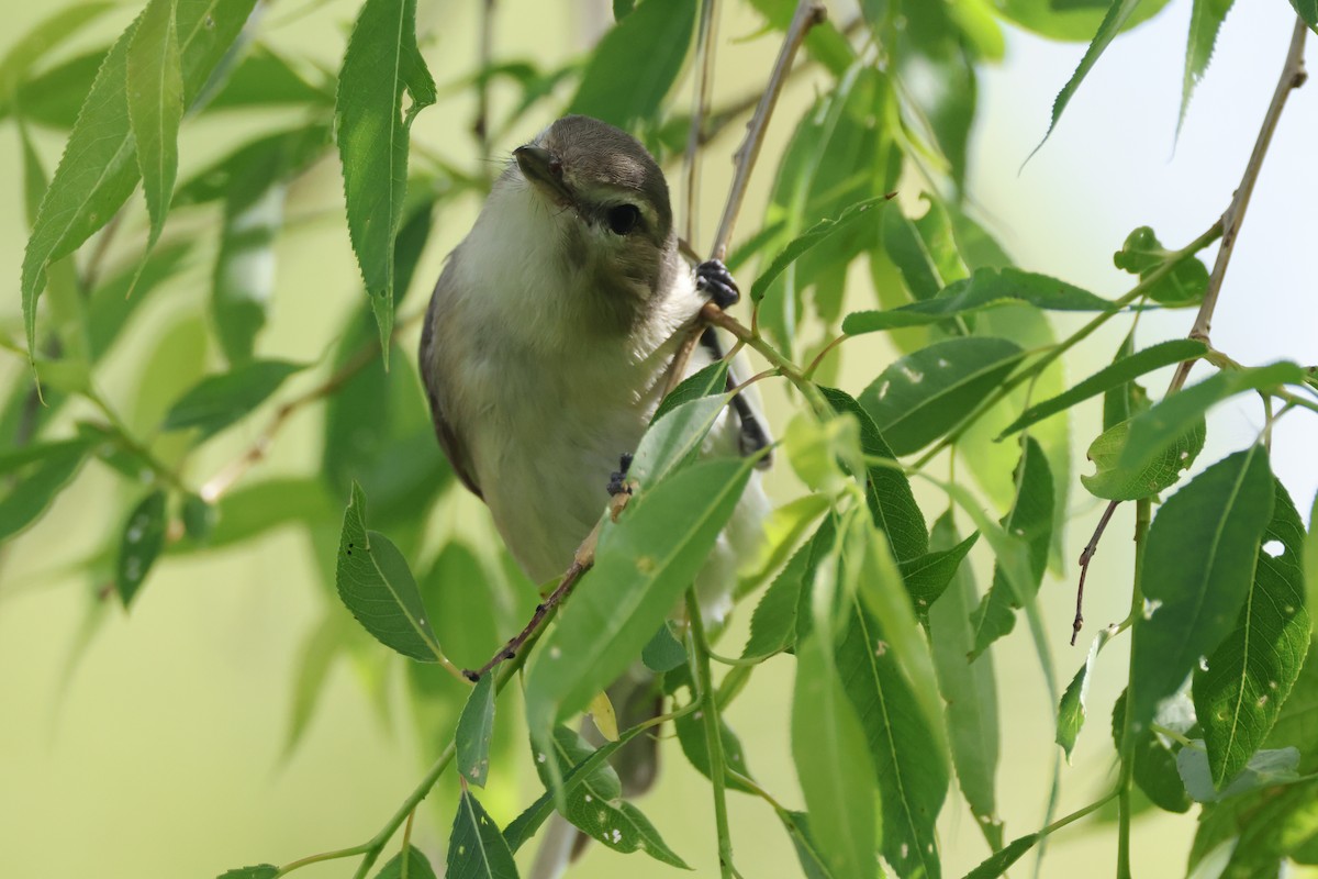 Warbling Vireo - Tracey Chan