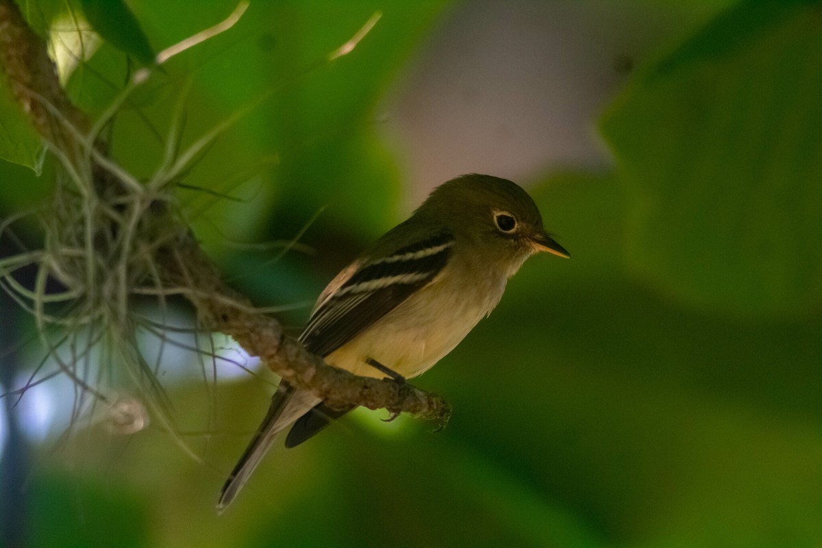 Yellow-bellied Flycatcher - ML619002761