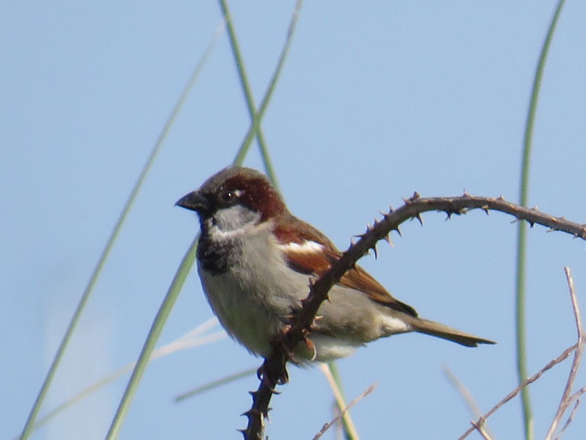 House Sparrow - Sally Bergquist