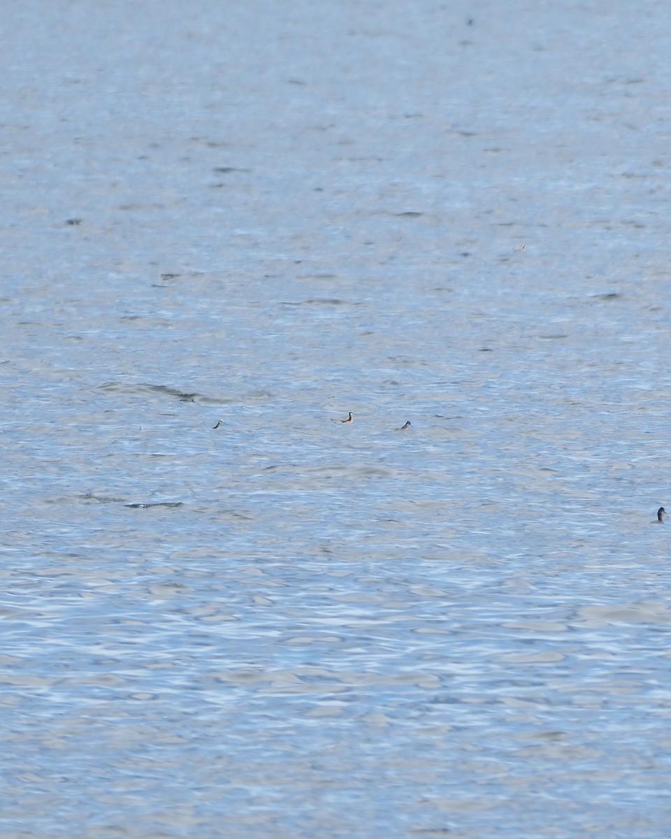 Wilson's Phalarope - ML619002774